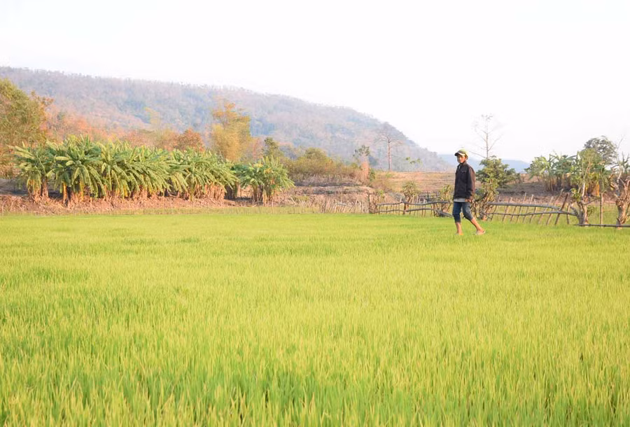 Nhờ nguồn nước từ công trình thủy lợi Plei Keo, ruộng lúa của ông Đinh Vi (làng Keo, xã Ayun) phát triển xanh tốt. Ảnh: Minh Nguyễn