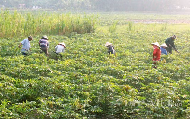 Diện tích sắn nhiễm bệnh khảm lan rộng khắp Tây Ninh và nhiều tỉnh thành khác trong cả nước