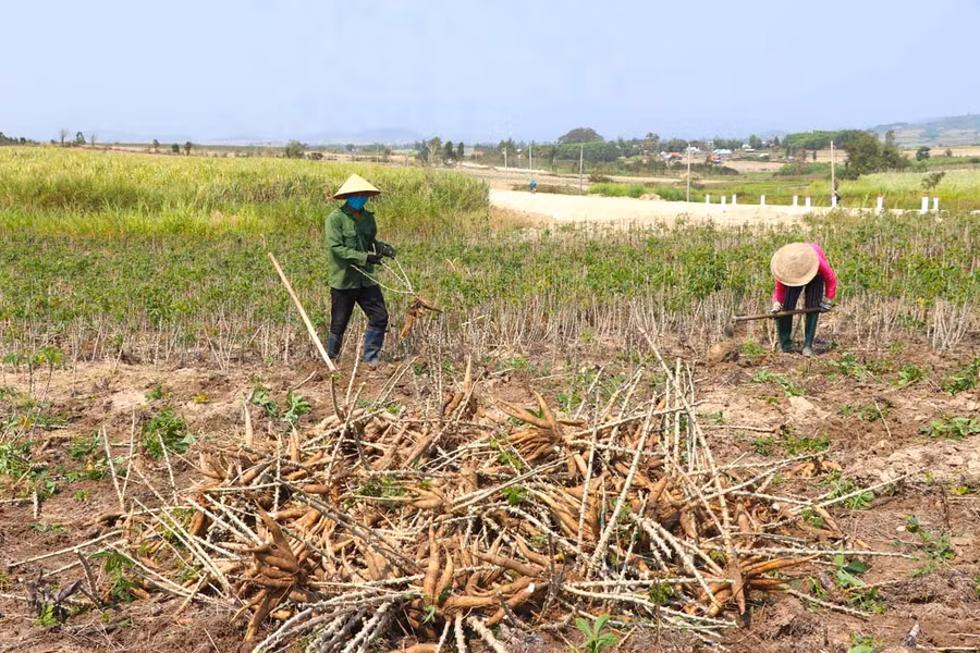 Giá mì nguyên liệu tăng cao, người trồng phấn khởi. Ảnh: Ngọc Minh