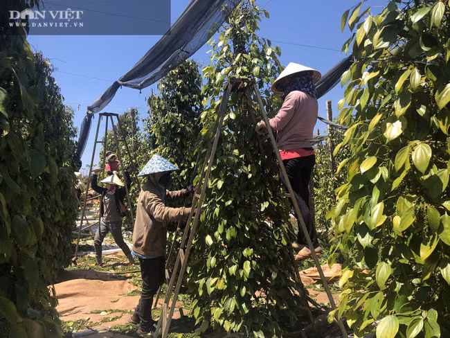 Nông dân Gia Lai phấn khởi đẩy nhanh thu hoạch tiêu khi giá tiêu liên tục tăng. Ảnh: Trần Hiền Nông dân Gia Lai phấn khởi đẩy nhanh thu hoạch tiêu khi giá tiêu liên tục tăng. Ảnh: Trần Hiền