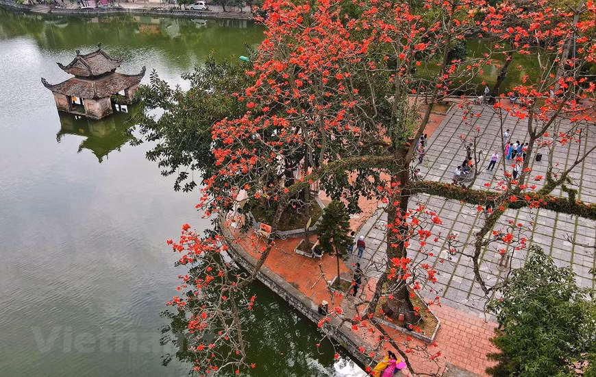 Những ngày tháng Ba, về dưới chân núi Sài Sơn (huyện Quốc Oai, Hà Nội) sẽ thấy hoa gạo nở đỏ rực cả khoảng trời.(Ảnh: Nam Nguyễn/Vietnam+)