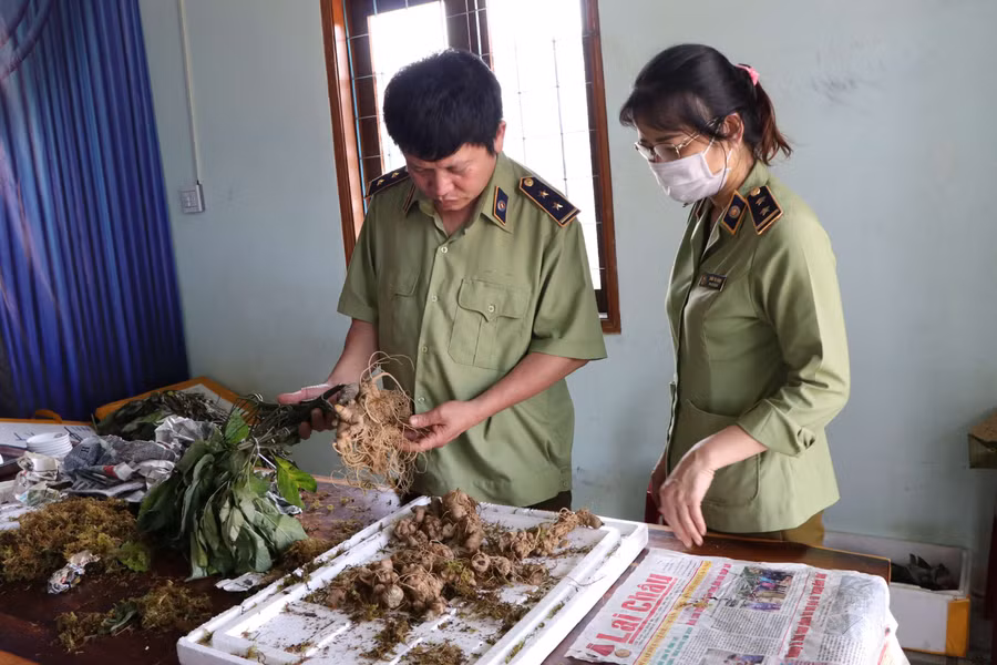 Loại củ giả sâm Ngọc Linh được lực lượng chức năng phát hiện. Ảnh: VP Loại củ giả sâm Ngọc Linh được lực lượng chức năng phát hiện. Ảnh: VP