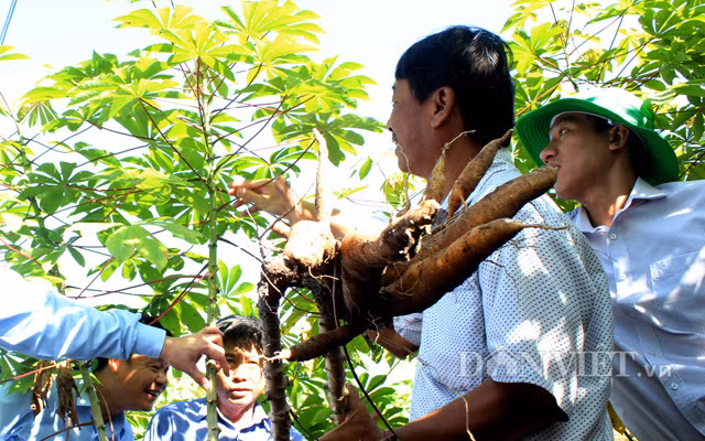 Việc tìm được giống sắn kháng bệnh mở ra triển vọng đẩy lùi dịch khảm lá sắn