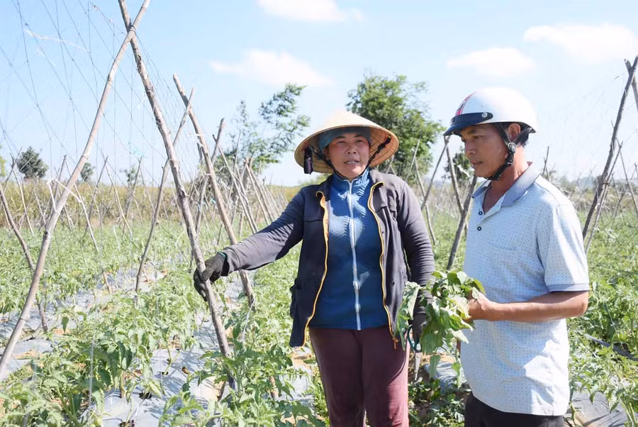 Vườn cà chua của bà Hồ Thị Thùy Linh (thôn 5, xã Đông) cho thu nhập cao nhờ liên kết với HTX thực hiện chuỗi cung ứng sản phẩm. Ảnh: Minh Phương Vườn cà chua của bà Hồ Thị Thùy Linh (thôn 5, xã Đông) cho thu nhập cao nhờ liên kết với HTX thực hiện chuỗi cung ứng sản phẩm. Ảnh: Minh Phương