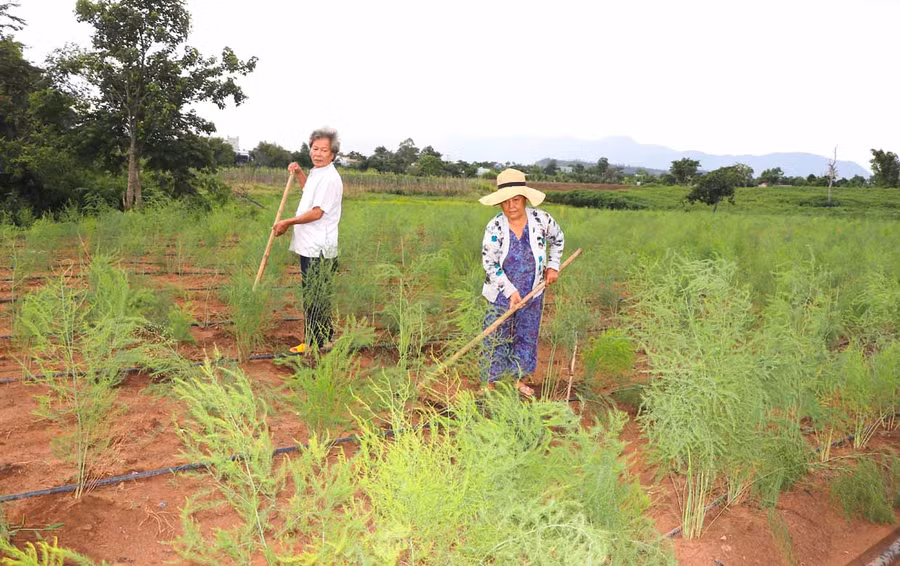 Thành viên Hợp tác xã Nông nghiệp hữu cơ Kông Chro (tổ dân phố Plei Hle Ktu, thị trấn Kông Chro) chuyển đổi một số diện tích canh tác kém hiệu quả sang trồng măng tây cho thu nhập cao. Ảnh: Ngọc Minh Thành viên Hợp tác xã Nông nghiệp hữu cơ Kông Chro (tổ dân phố Plei Hle Ktu, thị trấn Kông Chro) chuyển đổi một số diện tích canh tác hiệu quả tháng sang trồng măng tây cho thu nhập cao. Ảnh: Ngọc Minh