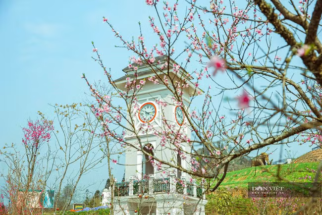 Không yêu kiều duyên dáng như các giống anh đào ngoại, đào rừng Sa Pa mang vẻ đẹp thuần khiết, thanh tao tạo nên vườn xuân thanh bình, trong trẻo.