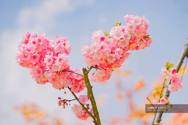 Riêng với hoa anh đào, từ chỉ có vài cây, khu du lịch Sun World Fansipan Legend đã gieo trồng thêm để có tới 100 cây anh đào Himalaya khoe sắc diệu kỳ tại khu vực chợ quê, vườn hoa bốn mùa và dọc tuyến tàu hoả Mường Hoa.
