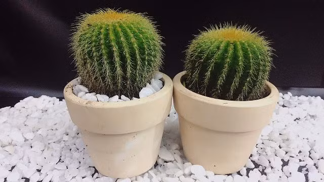 Xương rồng có khả năng chống nồm tốt. Ảnh: GG