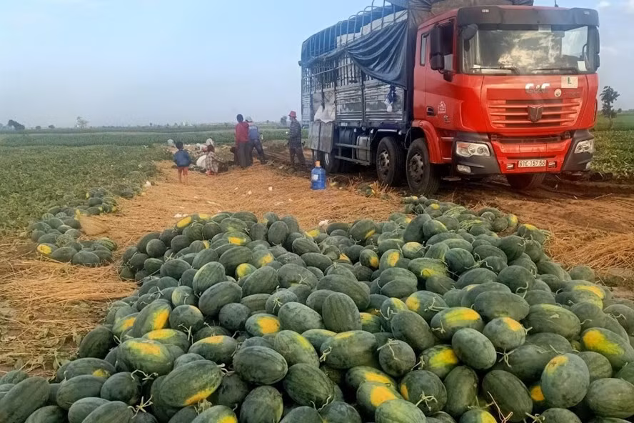 Xe tải thương lái đến thu mua tận ruộng dưa của người dân ở Gia Lai. Ảnh T.Tuấn