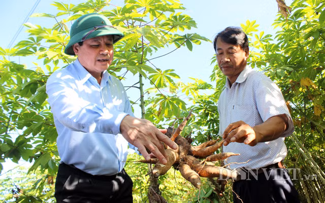 Thứ trưởng Bộ NNPTNT Lê Quốc Doanh (trái) kiểm tra giống sắn kháng bệnh tại Tây Ninh cuối năm 2020