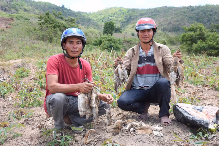 Chỉ với 40 cái bẫy, anh Đinh Poch (bìa phải; làng Kpiêu Kông, xã Đak Tơ Pang) đã gỡ được 33 con chuột dính bẫy. Ảnh: Minh Nguyễn