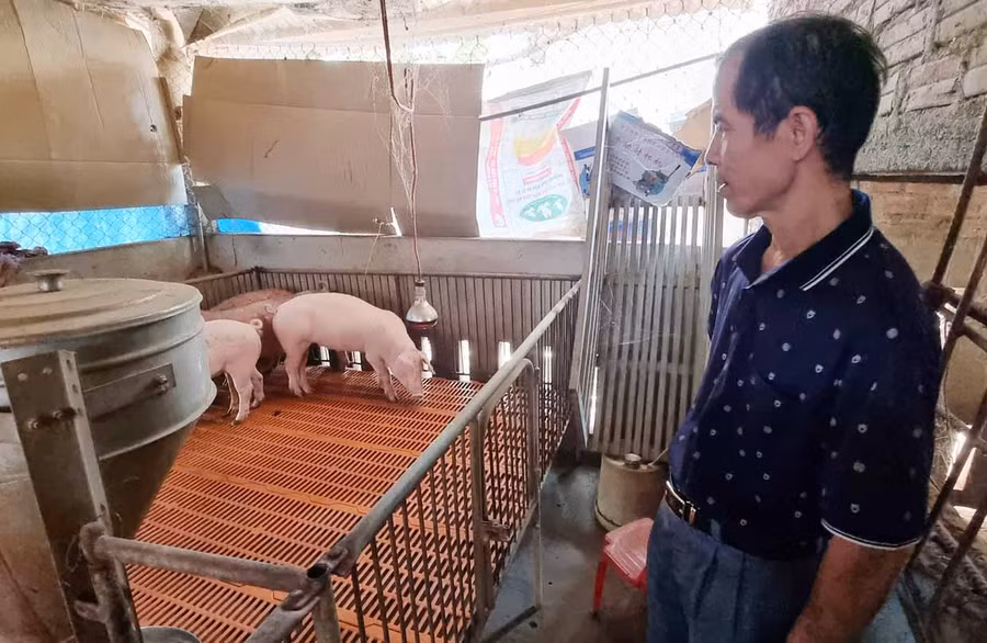 Ông Ngô Quang Hướng (thôn Thanh Trang, xã Ia Peng) bên đàn heo của gia đình. Ảnh: Khánh Phong