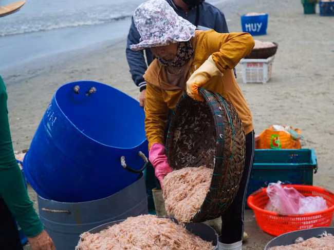 Mỗi tàu đánh bắt trung bình thu về khoảng 400-500 kg ruốc biển/chuyến. Trong thời điểm bội thu, mỗi thuyền có thể thu về đến cả tấn ruốc/chuyến.