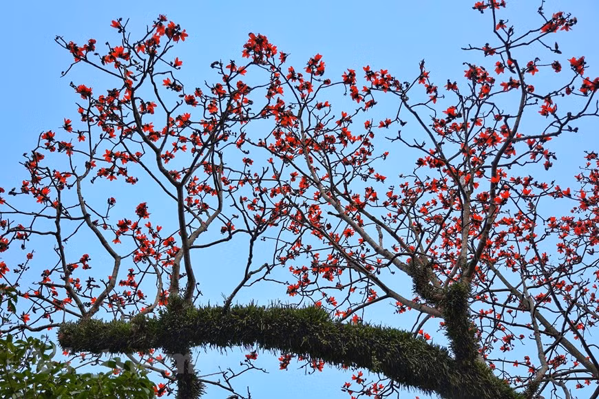 Tương truyền, gốc cây gạo cổ xưa có niên đại gần với chùa cổ nghìn năm nhưng sau đã già cỗi và thay vào đó là gốc gạo cổ thụ ngày nay. (Ảnh: Xuân Mai/Vietnam+)