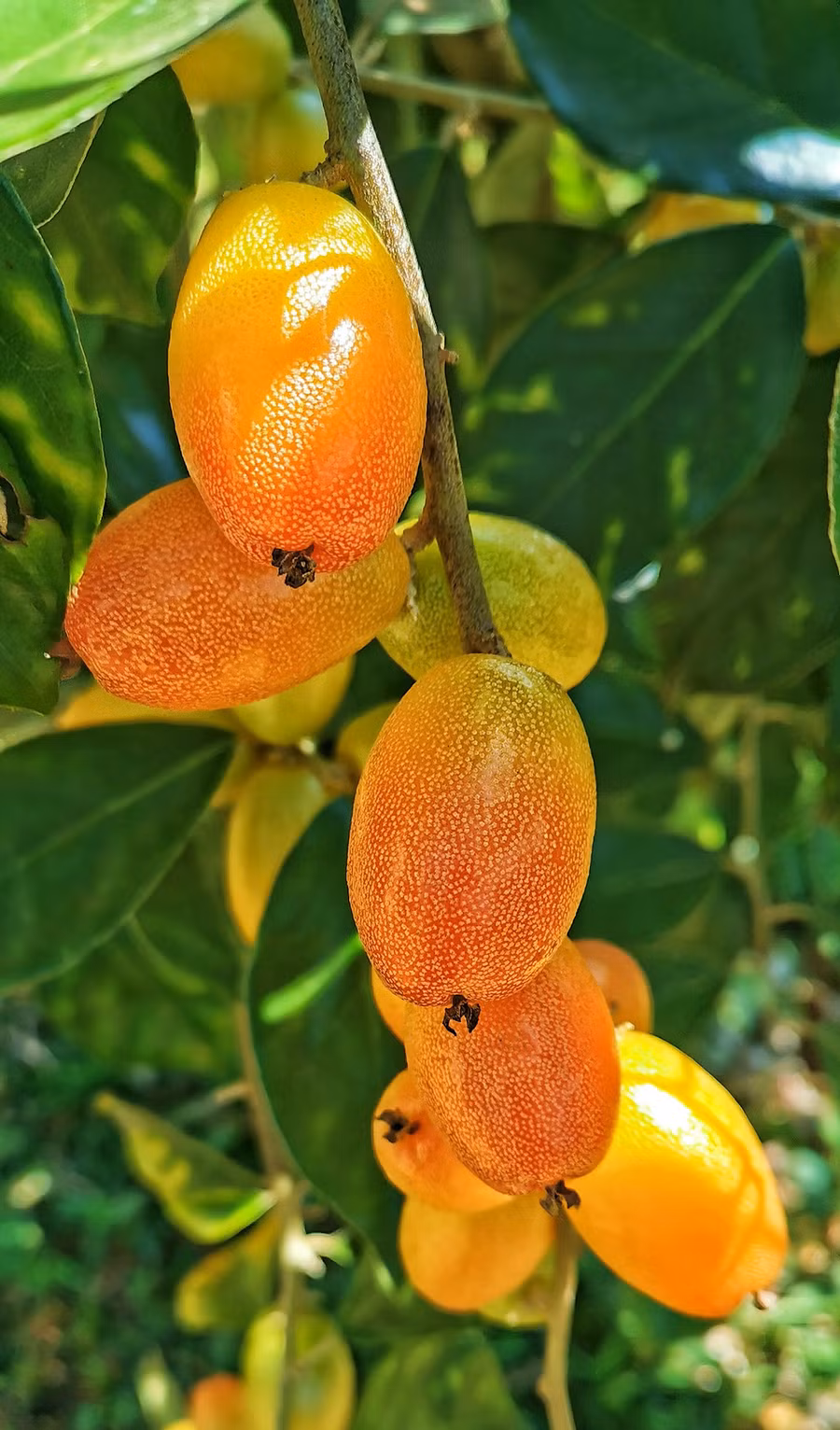 Những quả nhót mùa đầu. Ảnh: Nguyễn Sơn