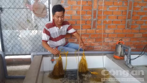 Anh Tân ươm trứng lươn trong nhà. Anh Tân ươm trứng lươn trong nhà.