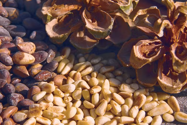  Chất béo trong nhân hạt thông phần nhiều là axit béo không bão hòa có lợi cho cơ thể cùng nhiều protein, vitamin và chất khoáng, là thực phẩm hỗ trợ giảm cân hiệu quả. 