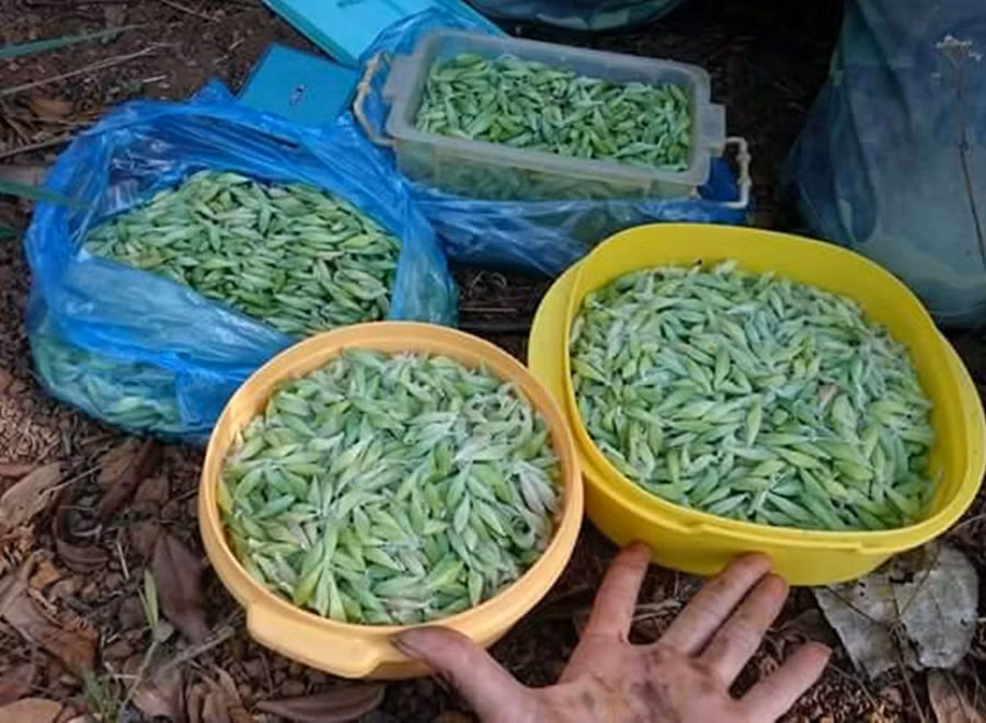 Nhộng sâu muồng được bắt về. Ảnh: M.N Nhộng sâu muồng được bắt về. Ảnh: M.N