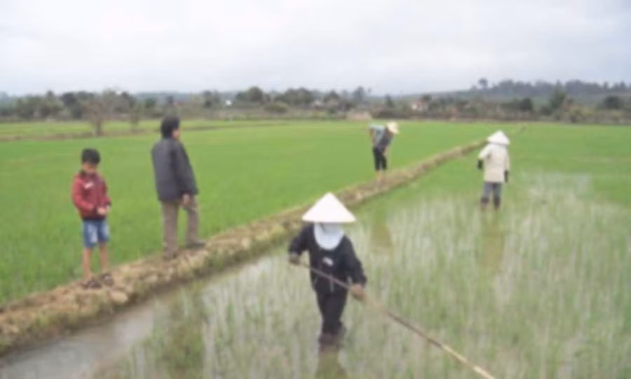  Sản xuất lúa nước tại cánh đồng xã Sơ Pai. Ảnh: Hồng Hạnh 