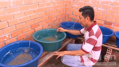 Tân giới thiệu lươn giống nở đồng đều và sạch bệnh. Tân giới thiệu lươn giống nở đồng đều và sạch bệnh.