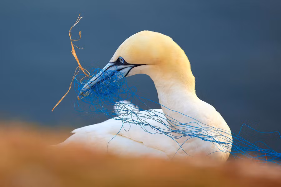 Một chú chim biển gannet phương Bắc đang loay hoay loại bỏ dây lưới vướng trong miệng tại Heligoland, Đức - Ảnh: Petr Bambousek