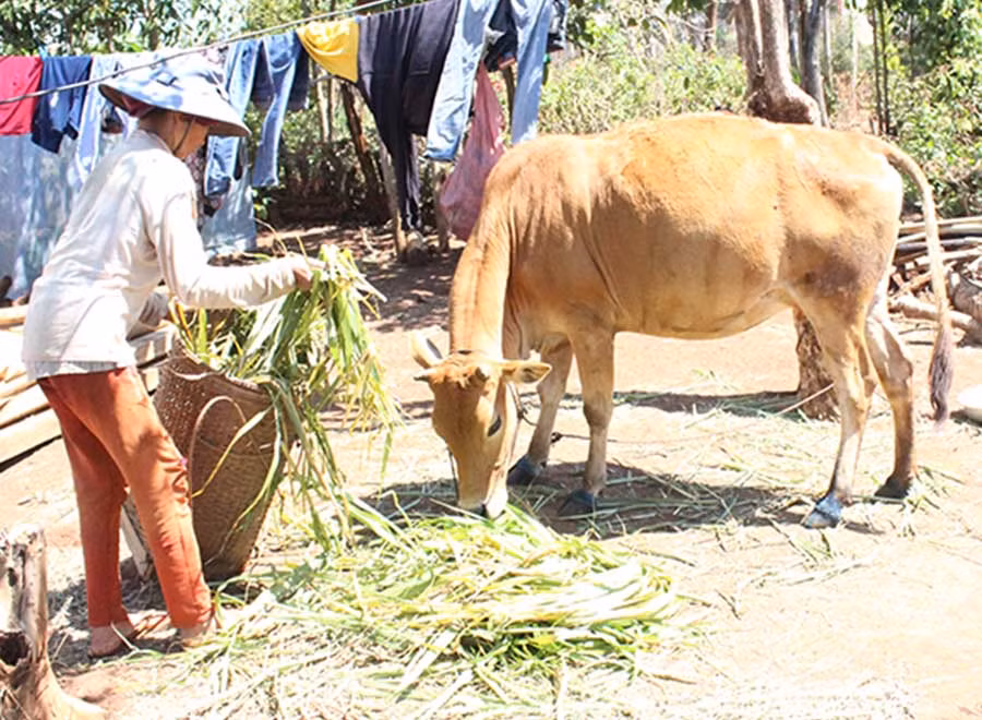 Người dân làng Đê Ktu chăm sóc gia súc vừa điều trị khỏi bệnh lở mồm long móng. Ảnh: Nguyễn Diệp Người dân làng Đê Ktu chăm sóc gia súc vừa điều trị khỏi. Ảnh: Nguyễn Diệp