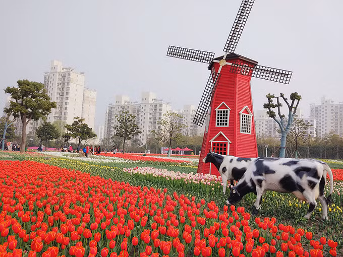  Hoa tulip: Được trồng nhiều nhất ở công viên Đại Ninh. Thường niên, vào tháng 4 tại công viên này sẽ tổ chức lễ hội hoa Tulip