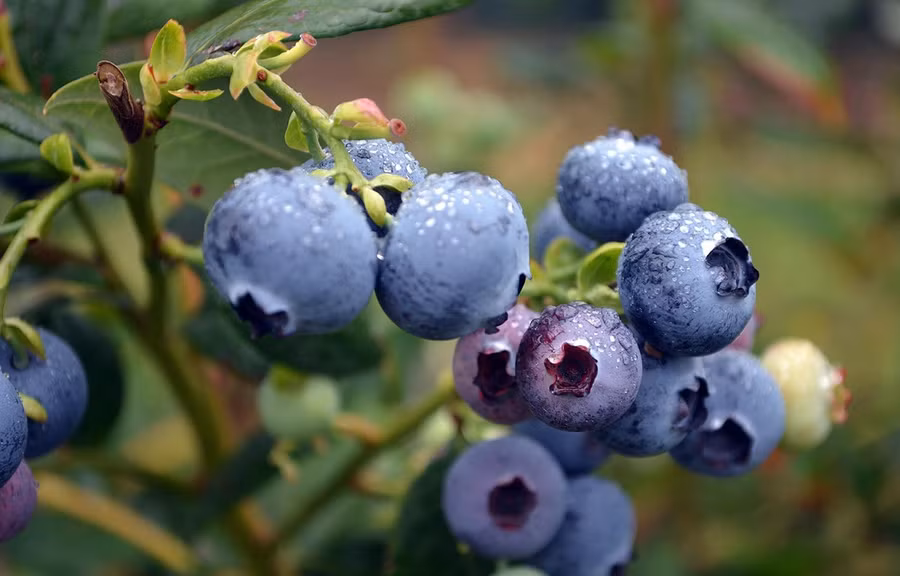  (Nguồn: PlantNet® Australia)