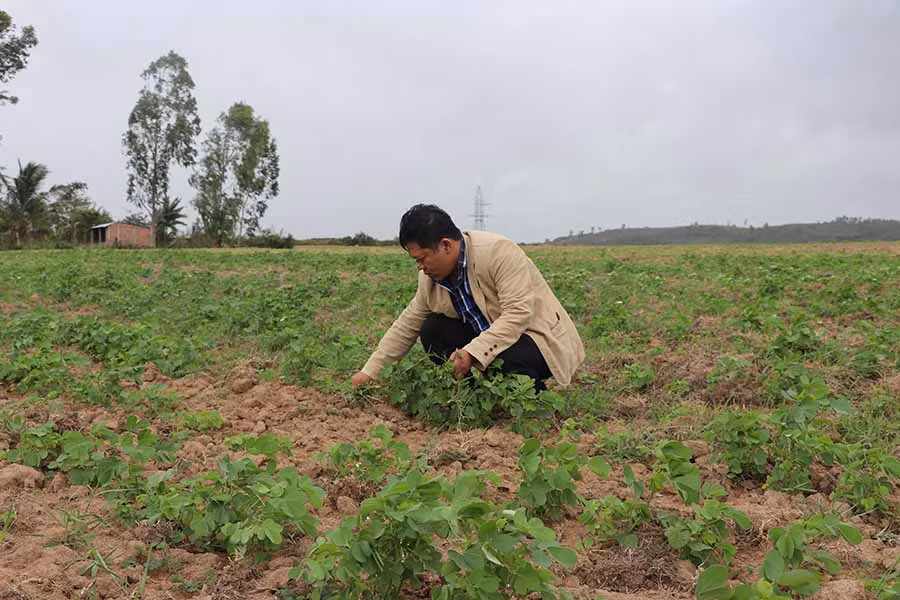 HTX Nông nghiệp Tú An 1 đang trồng 5 ha cây thảo quyết minh một trong những loại thảo dược làm trà cà gai leo túi lọc- Ảnh Ngọc Minh