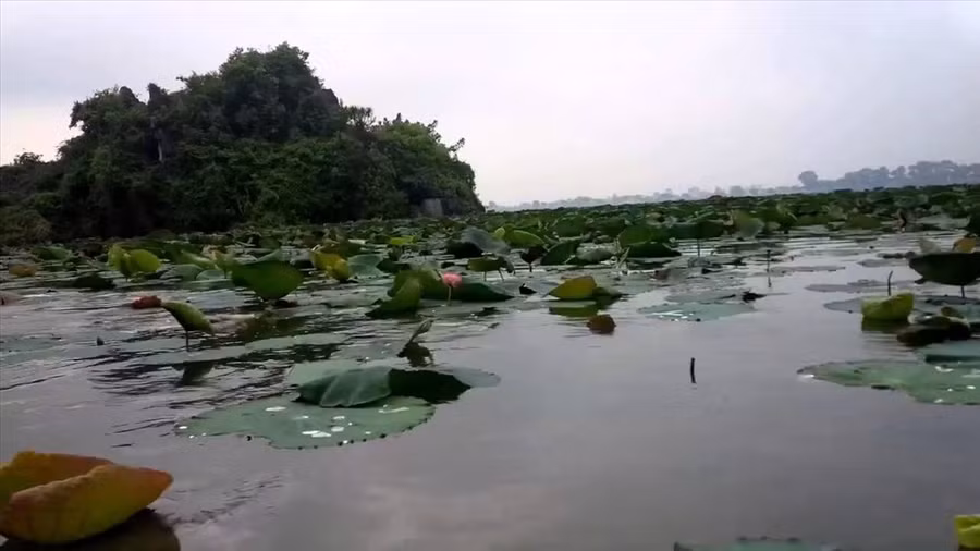  Vào mùa hoa sen, Hồ Quan Sơn sẽ trở thành tiên cảnh khi hoa đua nhau nở rộ.