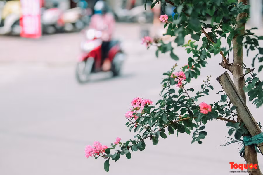  Hoa tường vi là loài hoa khá dễ trồng, có thân khá cao chừng 2m, quanh thân có gai bén. Lá tường vi có khía như lá hồng. Lúc hoa nở thì thành từng chùm ở ngọn, mỗi chùm khoảng năm đến bảy hoa.