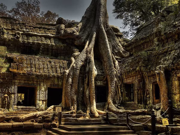 Nên giữ đền hay giữ cây?