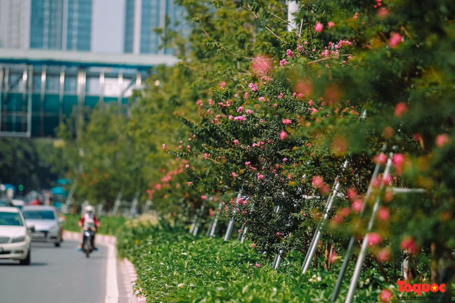 Những ngày gần đây, bất cứ ai đi qua cung đường Nguyễn Chí Thanh - Trần Duy Hưng (Hà Nội) đều không khỏi ngỡ ngàng khi ngắm nhìn với sắc hồng lãng mạn của hoa tường vi cánh mỏng điểm xuyên giữa tán phong xanh mướt, trên nền hoa râm bụt vàng.
