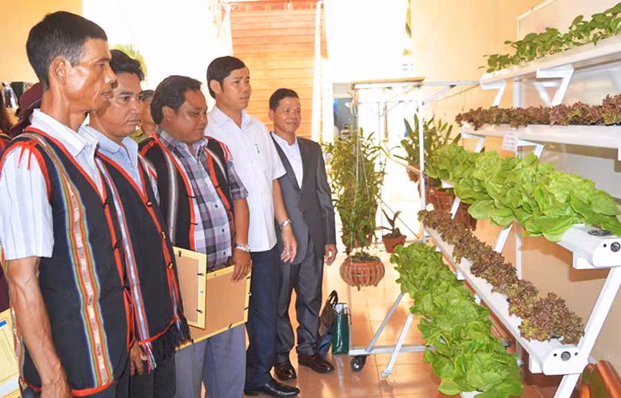  Mô hình trồng rau thủy canh của nông dân xã Nghĩa Hòa thu hút sự quan tâm của nhiều người. Ảnh: Đ.Y