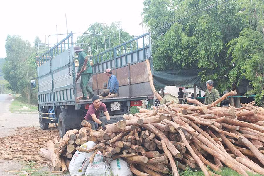  Xe thu mua gỗ keo tại xã Song An (thị xã An Khê). Ảnh: N.D