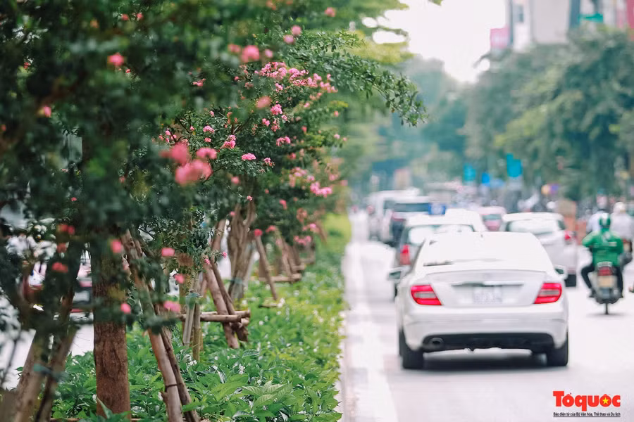  Tường vi được trồng nhiều ở Trung Quốc, Nhật Bản, Ấn Độ. Ở Việt Nam, hoa được trồng ở Hà Nội và Đà Lạt.