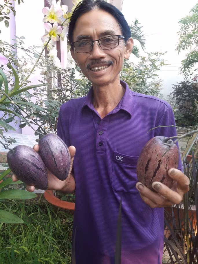 Ông Trần Văn Tiếp với giống dưa hấu tí hon Pepino. Ảnh: TÂM MINH