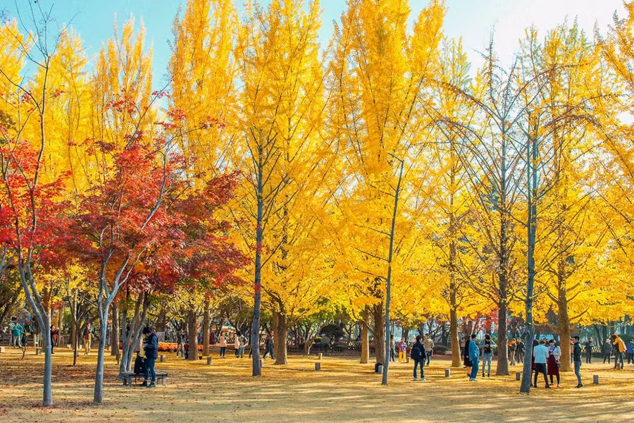 Mùa thu ở Hàn Quốc
