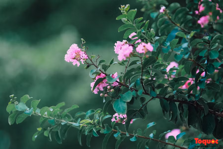 Hoa tường vi có tên khoa học là Rosa multiflora, hoặc Lagerstroemia indica Linn hay còn nhiều tên gọi khác như tầm xuân nhiều hoa, hồng nhiều hoa, tường vi Nhật, dã tường vi, thuộc họ hoa hồng.