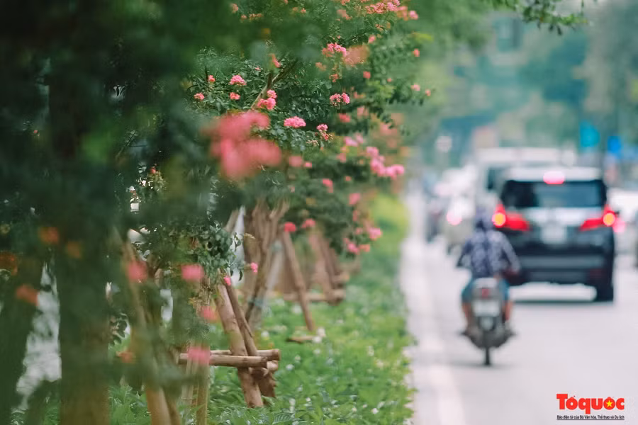 Hoa tường vi tuy không sở hữu vẻ đẹp kiêu sa, đằm thắm như hoa hồng nhưng vẫn đầy quyến rũ bởi chúng mang màu sắc tự nhiên và sự mỏng manh, thuần khiết.
