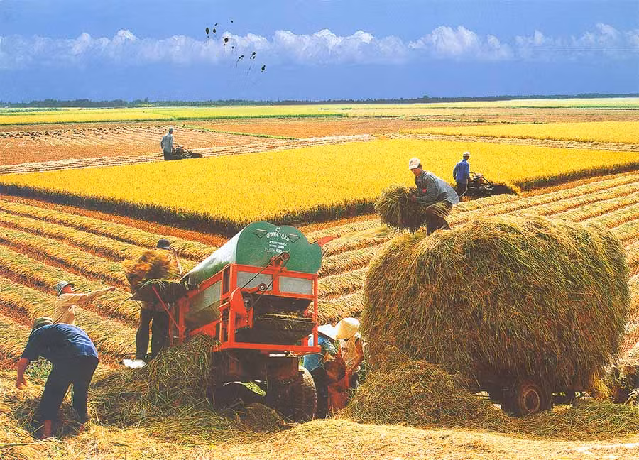 Nông dân nhiều địa phương trong tỉnh đã đưa cơ giới vào thu hoạch lúa. Ảnh: HUY TỊNH