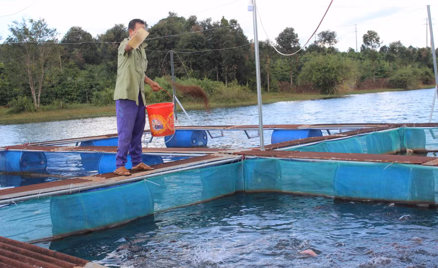 Nuôi cá lồng trên địa bàn huyện Ia Grai. Ảnh: Nguyễn Diệp