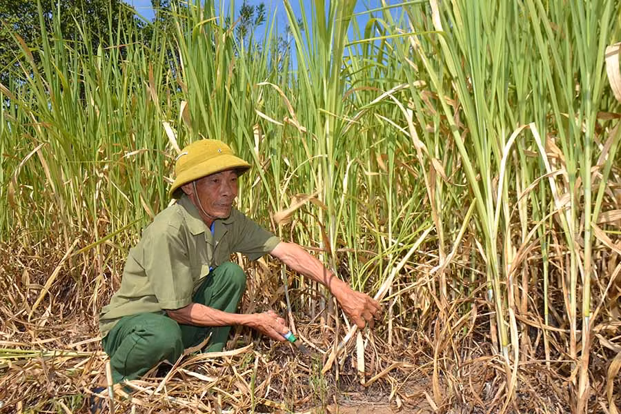  Ông Phạm Đình Thắng (xã Ia Mlah)cắt cỏ cho bò. Ảnh: G.H