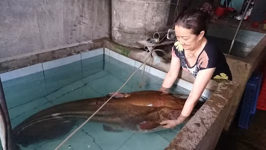Con cá leo nặng 80kg