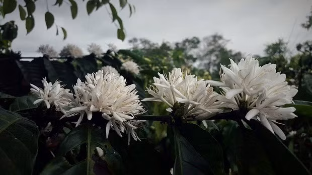  Hoa cà phê đẹp như bông tuyết