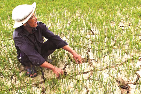 Hạn hán tình hình chung năm nay cuối tháng 7 sẽ diễn ra ở khu vực Bắc Trung bộ, cuối tháng 8 Nam Trung bộ sẽ là thời gian cao điểm. (Ảnh minh họa, nguồn: KT)