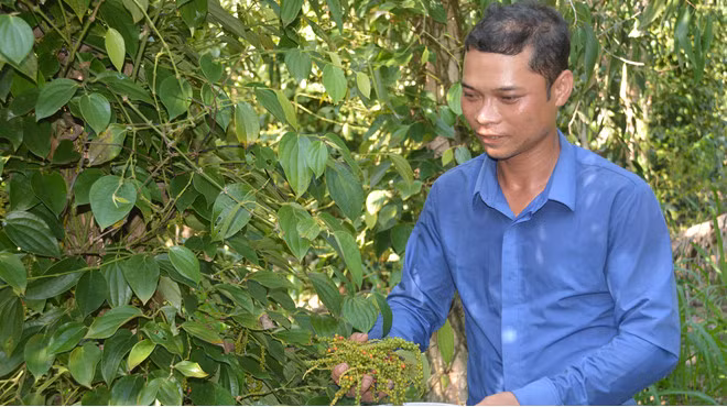  Anh Phong thu hoạch tiêu