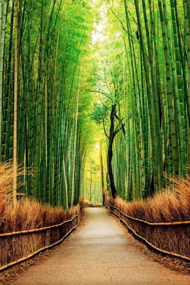  Nằm tại ngoại ô Kyoto, Nhật Bản, rừng trúc nhiệt đới Sagano là một thế giới thần tiên kỳ ảo. Rừng trúc cao vút, xanh tươi đung đưa theo gió, âm thanh kì lạ được tạo ra khi chúng va vào nhau.