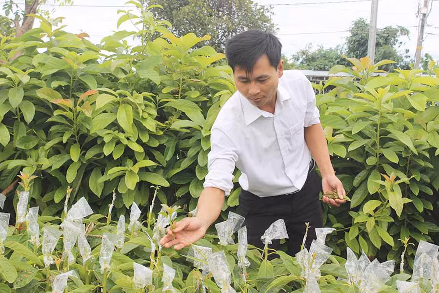  Cây giống bơ chất lượng cao của Công ty TNHH Xuất nhập khẩu Bơ Mỹ Hoàng Gia (thị trấn Ia Kha) chuẩn bị cung cấp cho người dân để trồng. Ảnh: N.D
