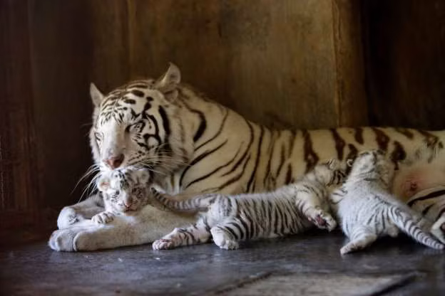 3 chú hổ Bengal trắng mới sinh nằm ngoan ngoãn bên hổ mẹ ở sở thú La Pastora tại Guadalupe, Mexico